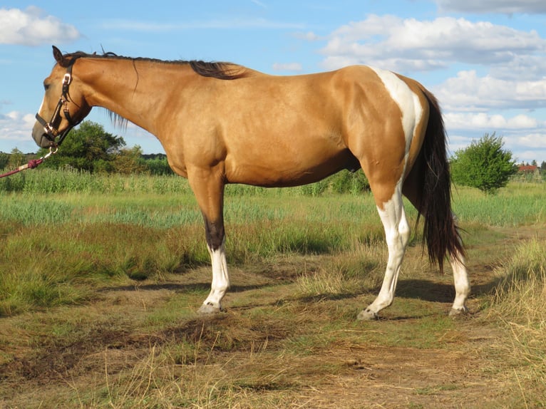 Paint Horse Hengst 2 Jahre 158 cm Buckskin in Esperstedt