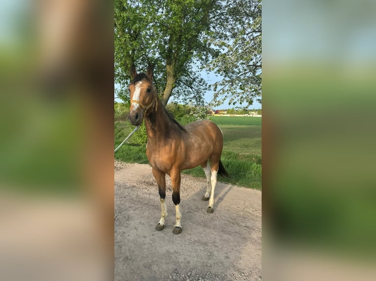 Paint Horse Hengst 2 Jahre 158 cm Buckskin in Esperstedt