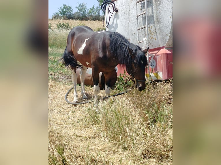 Paint Horse Mix Hengst 2 Jahre 160 cm Schecke in Jelsi