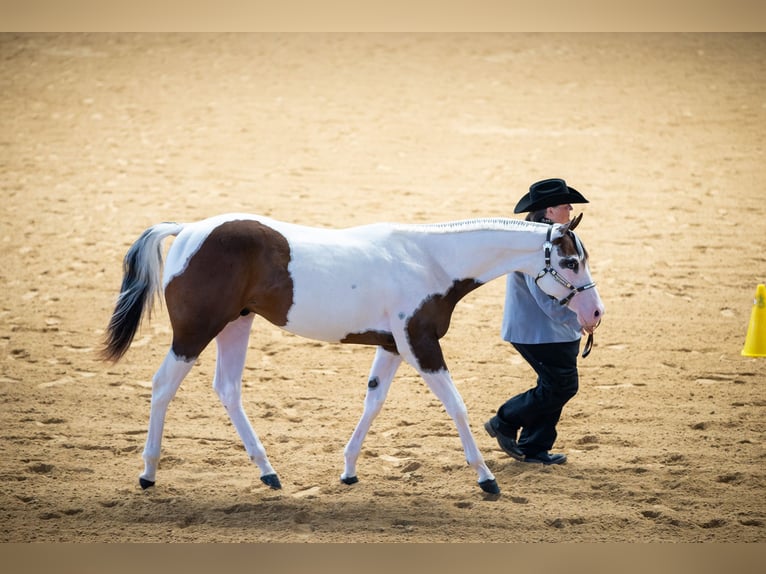 Paint Horse Hengst 2 Jahre 165 cm Tobiano-alle-Farben in Montigny sur avre