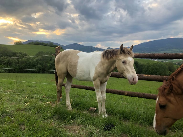 Paint Horse Hengst 2 Jahre Champagne in Oravska poruba