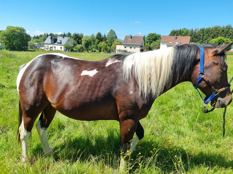 Paint Horse Hengst 2 Jahre Tobiano-alle-Farben in Fehl-Ritzhausen