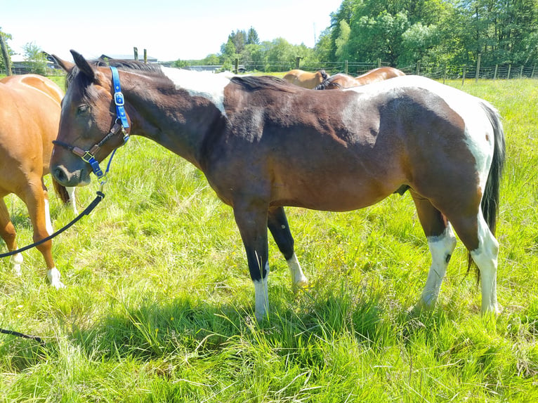 Paint Horse Hengst 2 Jahre Tobiano-alle-Farben in Fehl-Ritzhausen