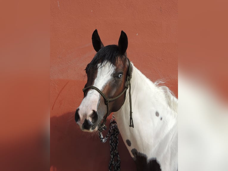 Paint Horse Hengst 2 Jahre in Sacrofano