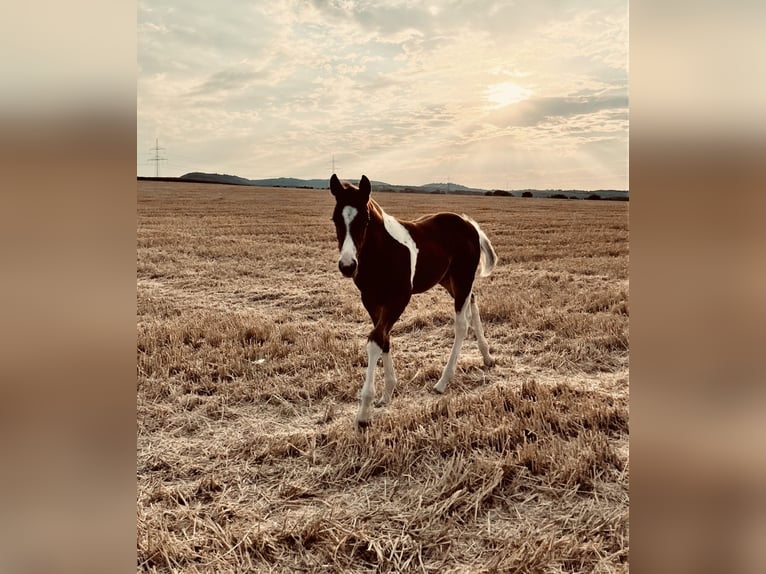 Paint Horse Hengst 3 Jaar 150 cm Tobiano-alle-kleuren in Erligheim