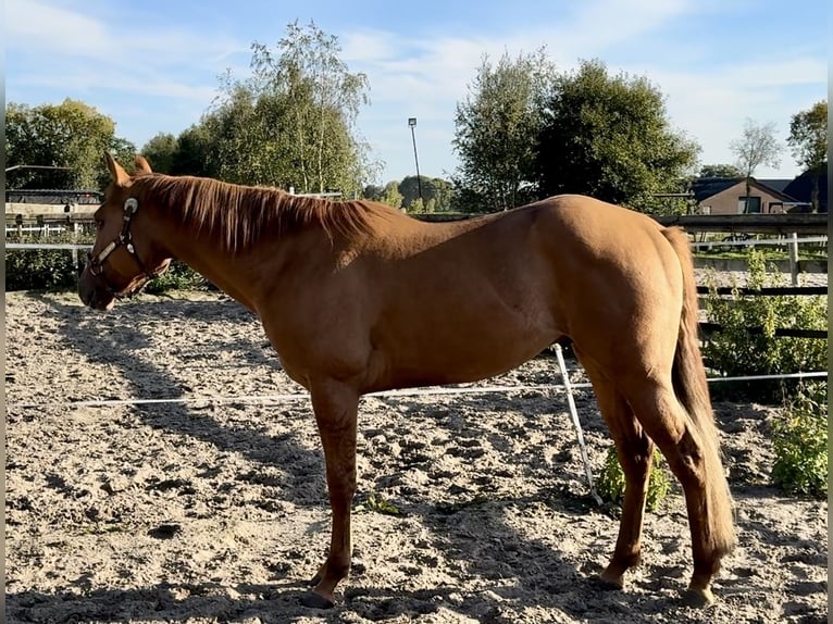 Paint Horse Hengst 3 Jaar 152 cm Red Dun in Barneveld