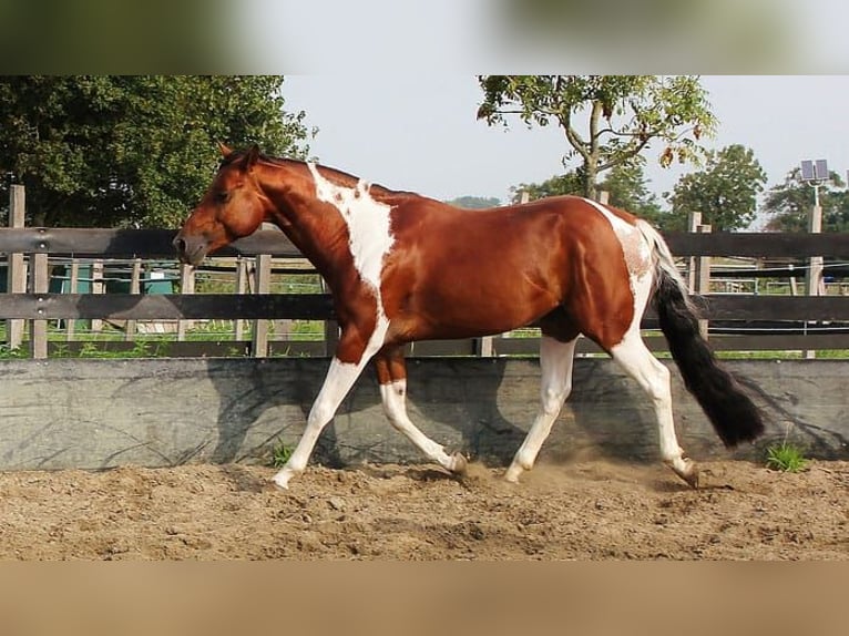 Paint Horse Hengst 3 Jaar 154 cm Bruin in Sand in Taufers