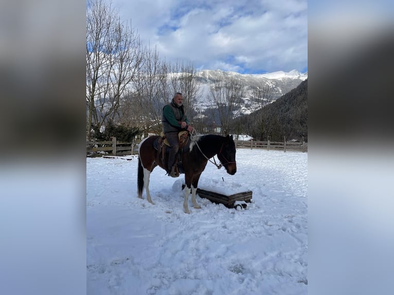 Paint Horse Hengst 3 Jaar 154 cm Tobiano-alle-kleuren in Lienz