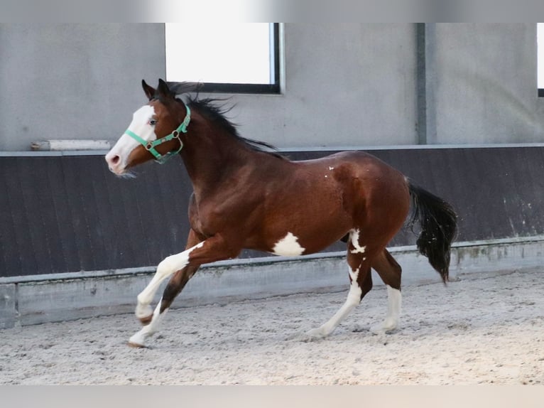 Paint Horse Hengst 3 Jahre 150 cm Overo-alle-Farben in Beuningen