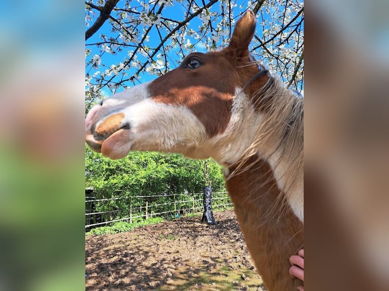 Paint Horse Hengst 3 Jahre 160 cm Tovero-alle-Farben in Landgraaf