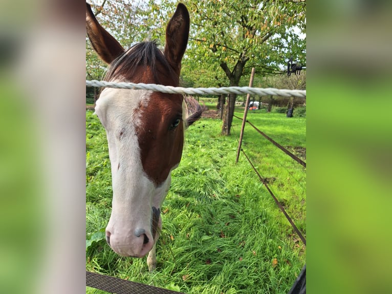 Paint Horse Hengst 3 Jahre 160 cm Tovero-alle-Farben in Landgraaf