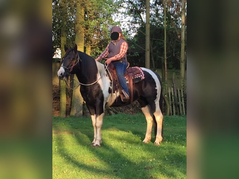 Paint Horse Hengst 3 Jahre 160 cm Tovero-alle-Farben in Landgraaf