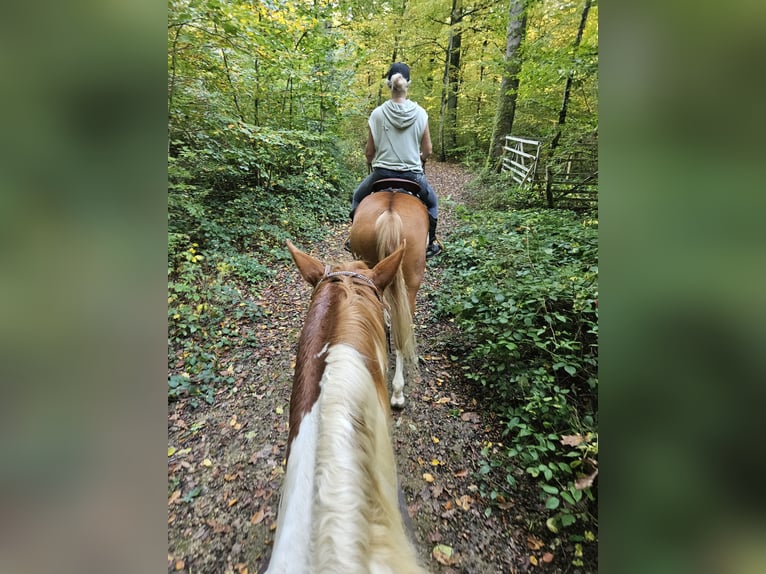 Paint Horse Hengst 4 Jaar 145 cm Overo-alle-kleuren in Schifflange