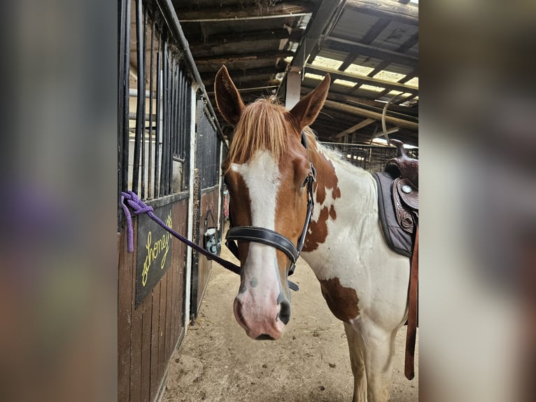 Paint Horse Hengst 4 Jaar 145 cm Overo-alle-kleuren in Schifflange