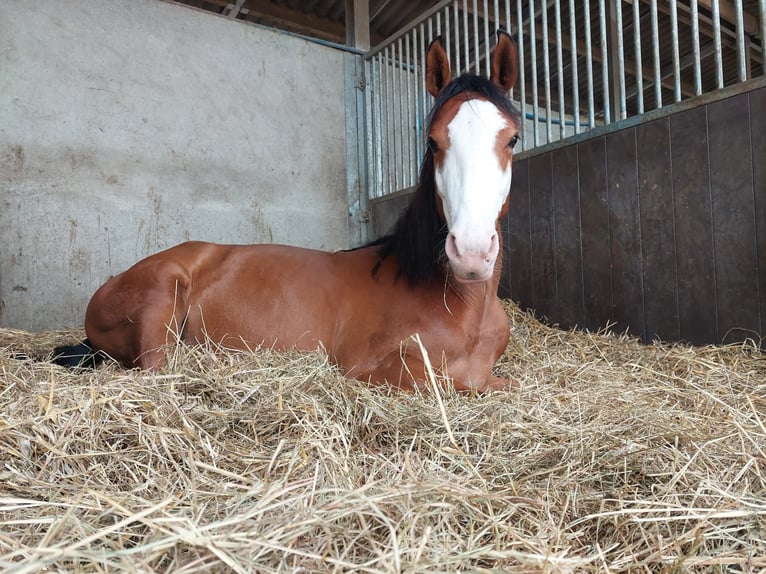 Paint Horse Hengst 4 Jaar 150 cm Bruin in Hamont