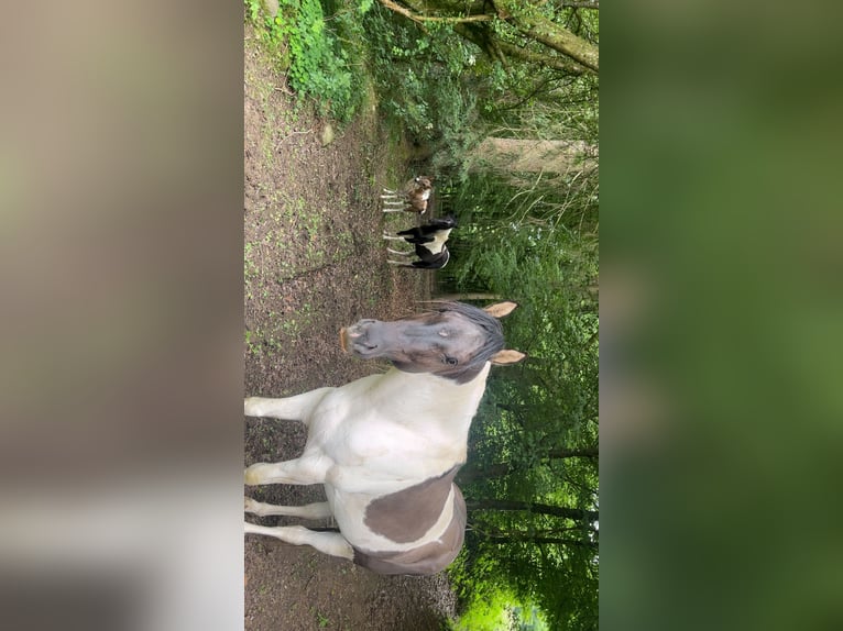 Paint Horse Hengst 4 Jahre 152 cm Schecke in N&#xFC;mbrecht