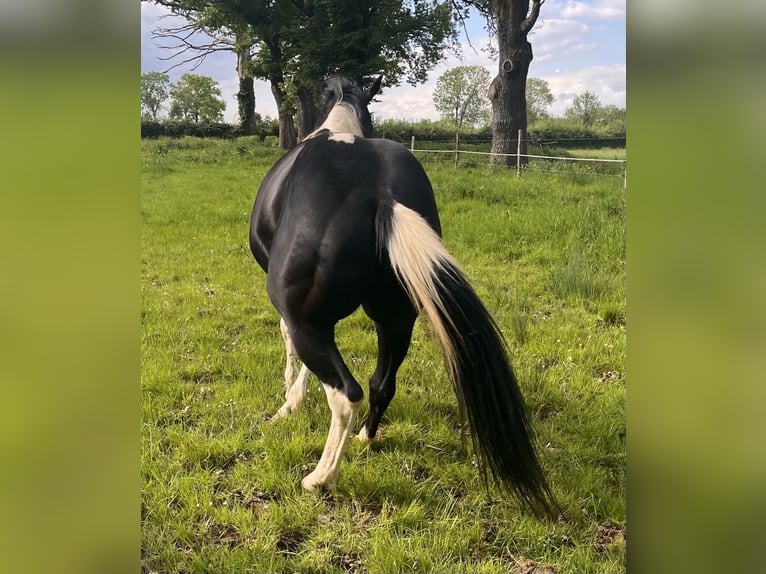 Paint Horse Hengst 5 Jaar 147 cm Tobiano-alle-kleuren in SAULIEU