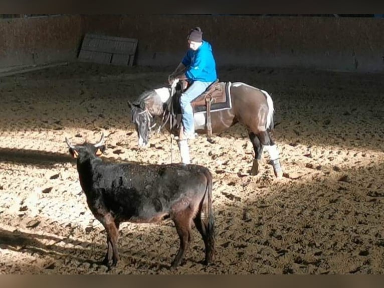 Paint Horse Hengst 5 Jaar 147 cm Tobiano-alle-kleuren in SAULIEU