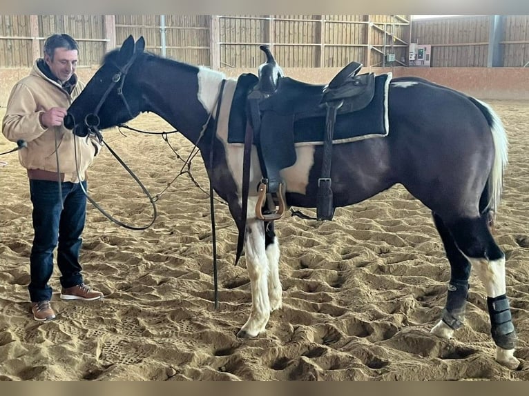 Paint Horse Hengst 5 Jaar 147 cm Tobiano-alle-kleuren in SAULIEU