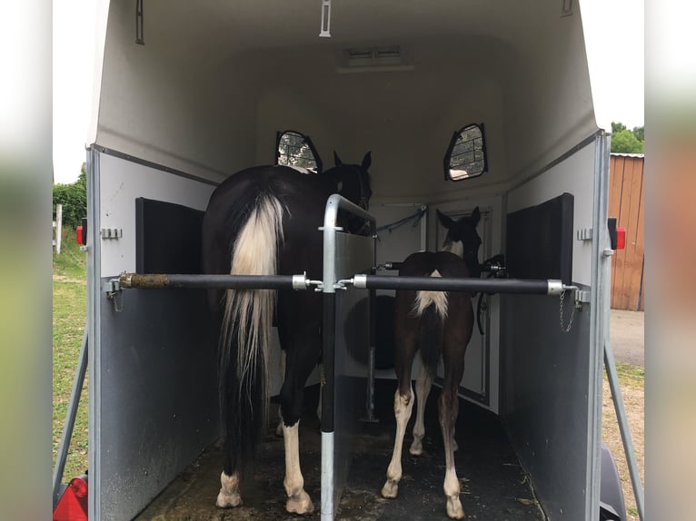 Paint Horse Hengst 5 Jaar 147 cm Tobiano-alle-kleuren in SAULIEU
