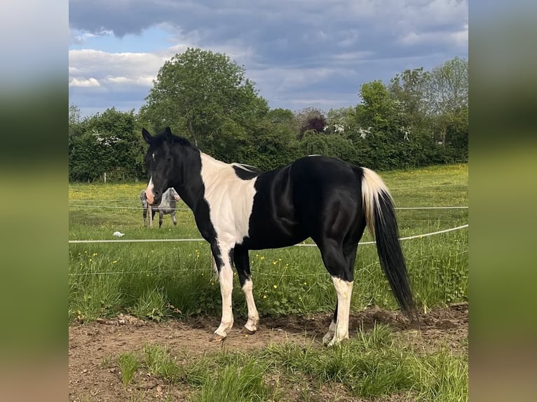 Paint Horse Hengst 5 Jaar 147 cm Tobiano-alle-kleuren in SAULIEU