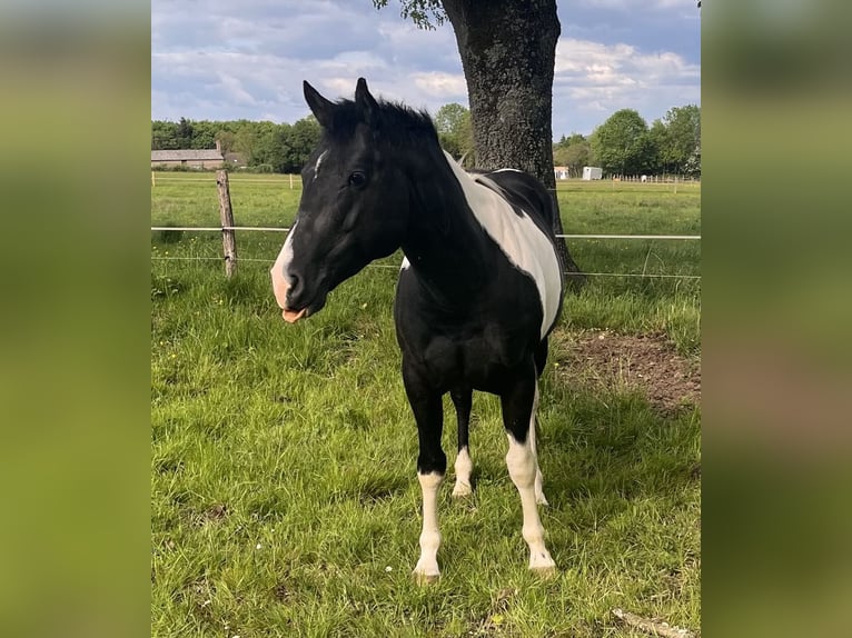 Paint Horse Hengst 5 Jaar 147 cm Tobiano-alle-kleuren in SAULIEU