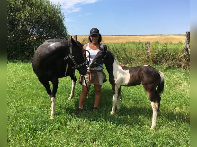 Paint Horse Hengst 5 Jaar 147 cm Tobiano-alle-kleuren in SAULIEU