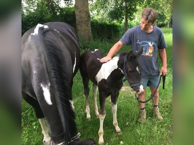 Paint Horse Hengst 5 Jaar 147 cm Tobiano-alle-kleuren in SAULIEU