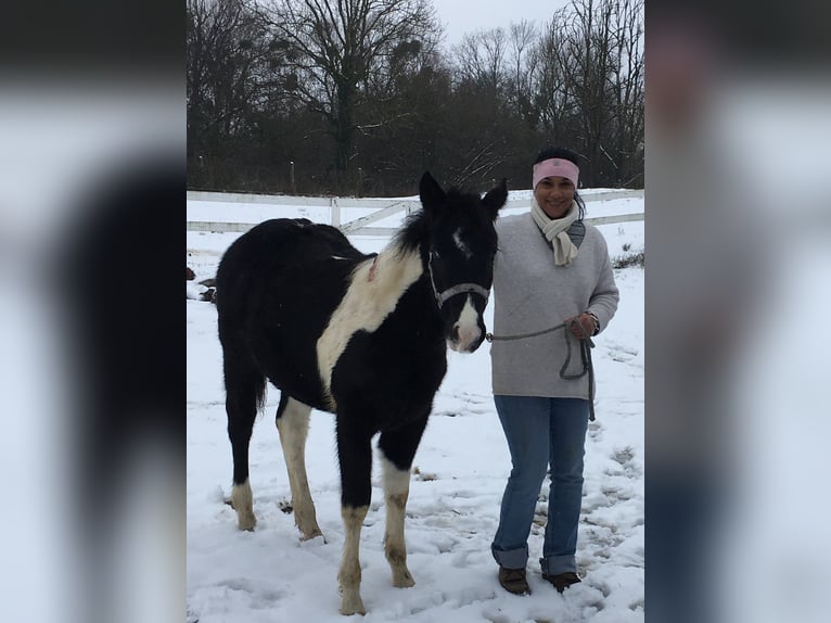 Paint Horse Hengst 5 Jaar 147 cm Tobiano-alle-kleuren in SAULIEU