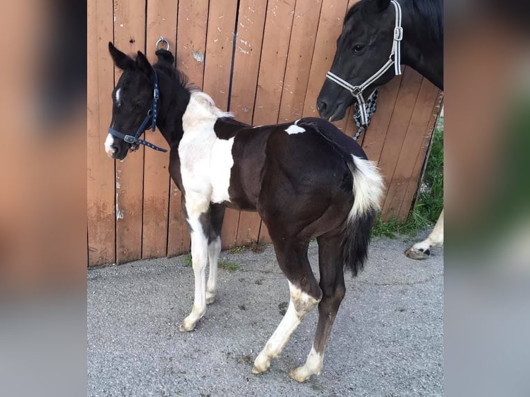 Paint Horse Hengst 5 Jaar 147 cm Tobiano-alle-kleuren in SAULIEU