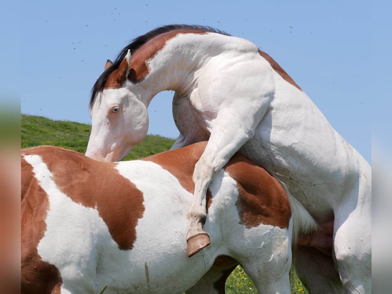 Paint Horse Hengst 5 Jaar 149 cm Roodbruin in ST IZAIRE