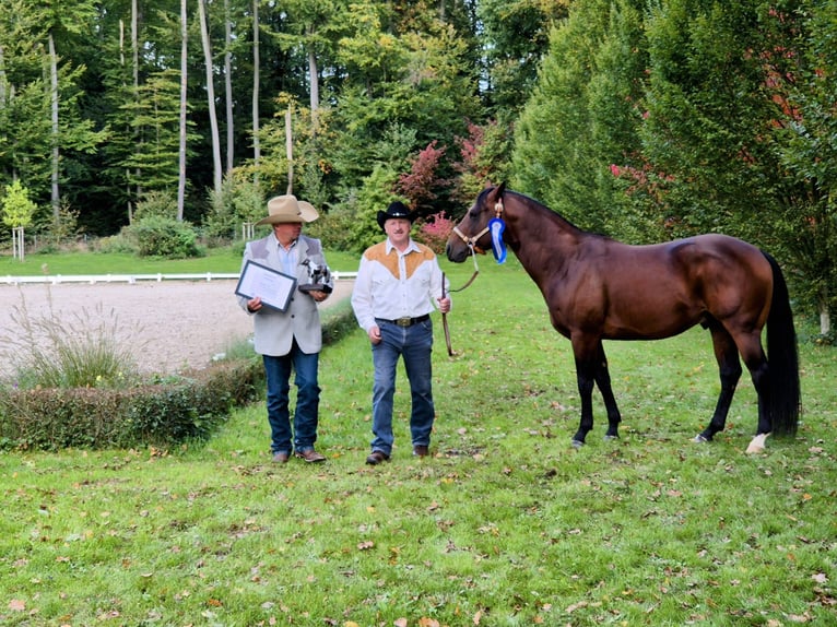 Paint Horse Hengst 5 Jaar 152 cm Bruin in Dermbach