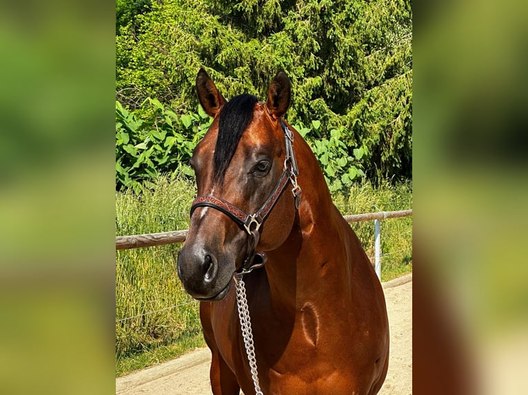 Paint Horse Hengst 5 Jaar 152 cm Bruin in Dermbach