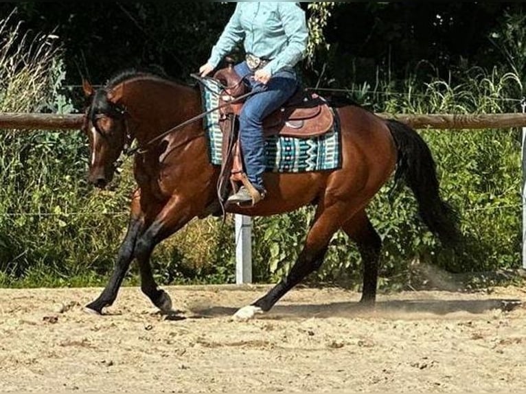 Paint Horse Hengst 5 Jaar 152 cm Bruin in Dermbach