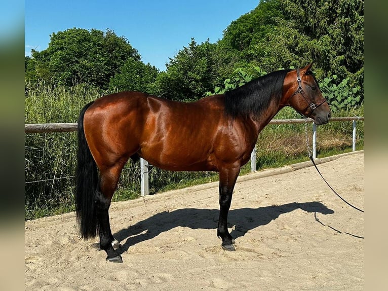 Paint Horse Hengst 5 Jaar 152 cm Bruin in Dermbach