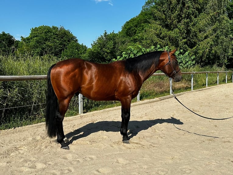 Paint Horse Hengst 5 Jaar 152 cm Bruin in Dermbach