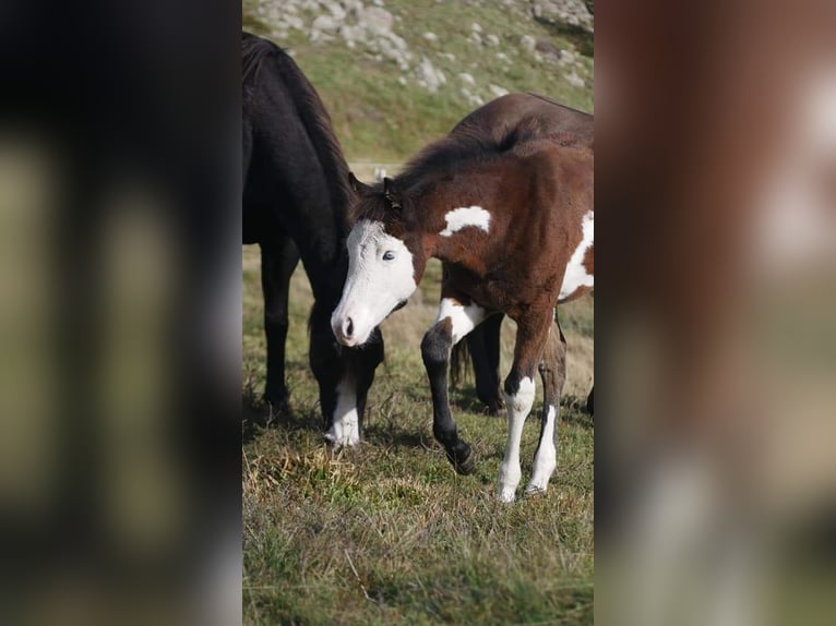 Paint Horse Hengst 5 Jahre 149 cm Rotbrauner in ST IZAIRE