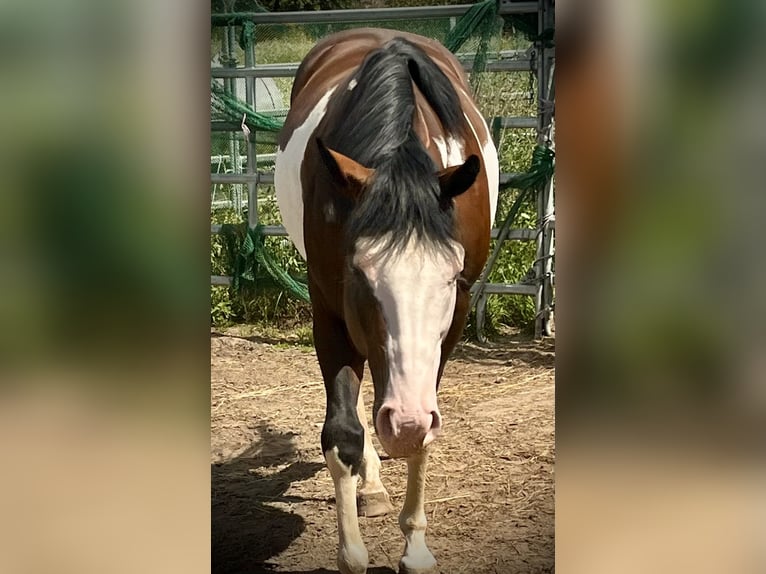 Paint Horse Hengst 6 Jaar 149 cm Overo-alle-kleuren in NürnbergNürnberg Paint Horse Hengst 6 Jaar 149 cm Overo-alle-kleuren in NürnbergNürnberg