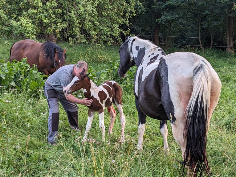 Paint Horse Hengst 6 Jaar 152 cm Bruin in Wiesenthal