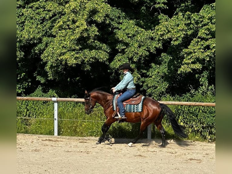 Paint Horse Hengst 6 Jaar 152 cm Bruin in Wiesenthal