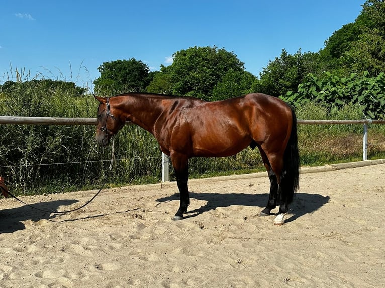 Paint Horse Hengst 6 Jaar 152 cm Bruin in Dermbach