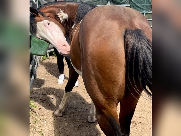 Paint Horse Hengst 6 Jahre 149 cm Overo-alle-Farben in N&#xFC;rnbergN&#xFC;rnberg