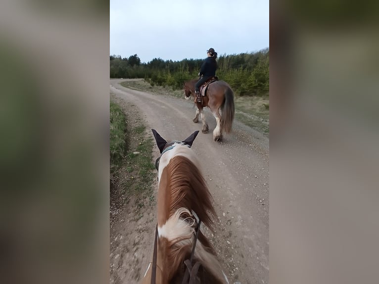 Paint Horse Hengst 6 Jahre 153 cm Schecke in Gerstungen