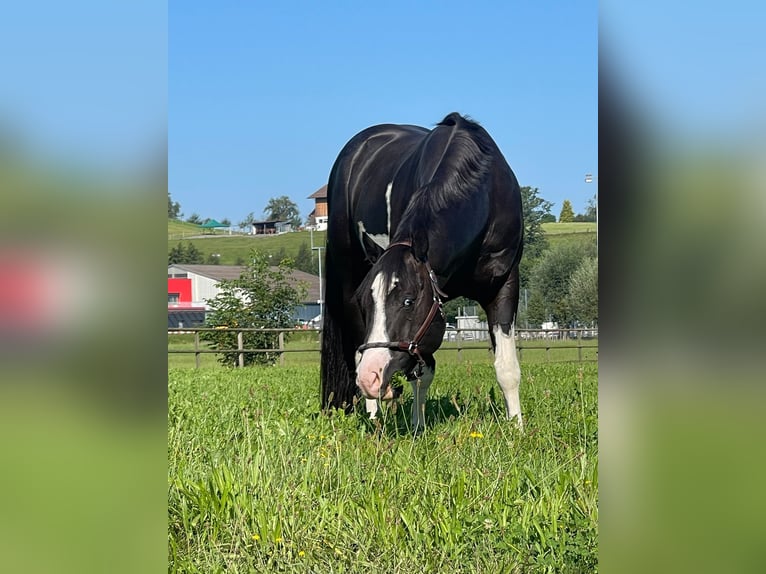 Paint Horse Hengst 7 Jaar in Wollerau