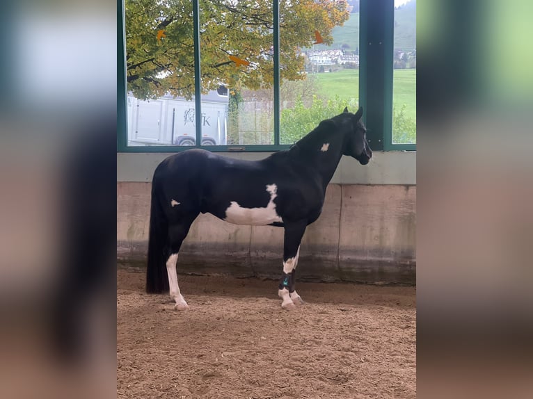 Paint Horse Hengst 7 Jaar in Wollerau