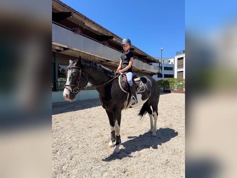 Paint Horse Hengst 7 Jaar in Wollerau