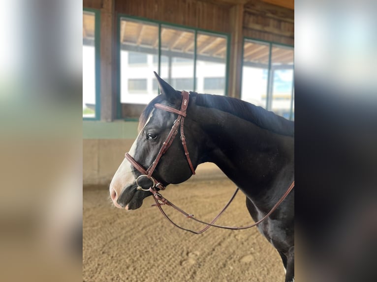 Paint Horse Hengst 7 Jaar in Wollerau