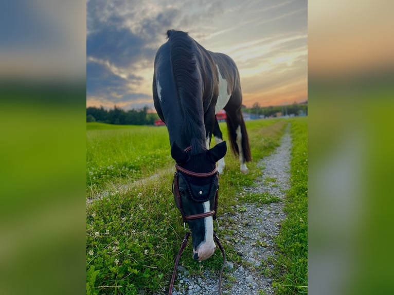 Paint Horse Hengst 7 Jaar in Wollerau