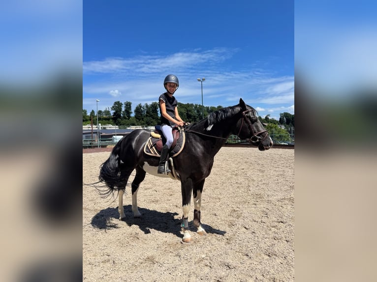 Paint Horse Hengst 7 Jaar in Wollerau