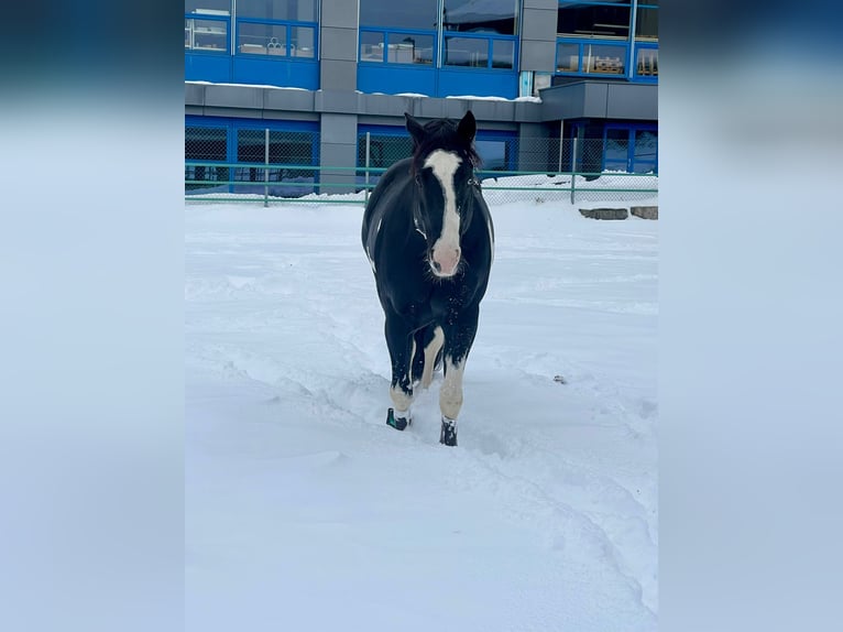 Paint Horse Hengst 7 Jaar in Wollerau